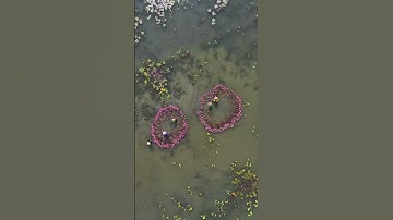 Tam Cốc Mùa Hoa Súng – Sắc Thu Ngập Tràn Giữa Non Nước Ninh Bình