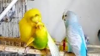 Budgies Mating 3 Males 1 Female