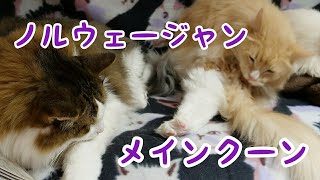 メインクーンがノルウェイジャンを毛づくろい Mainecoon Grooms Norwegian Forest Cat 猫カフェねこjalala Youtube