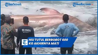 Hiu Tutul Berbobot 600 Kg Yang Nyangkut di Jaring Nelayan Akhirnya Mati