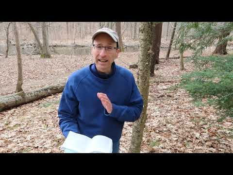 Birches by Robert