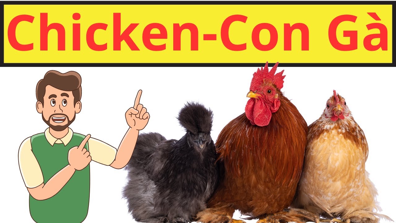 A Learning Journey with Chickens Tips for Raising and Managing a ...