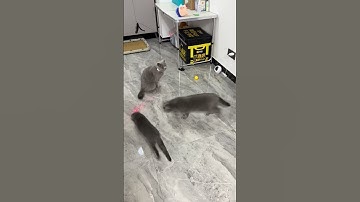 Laser Light Collar Toy for Cats | Endless Fun for Your Feline!