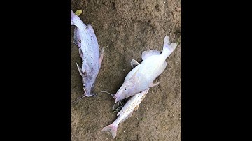 Đi Câu Cá Sông Mã - Giật Cá Ngạnh Liên Tục Cùng Với Các Cao Thủ Câu Cá Sông Mã