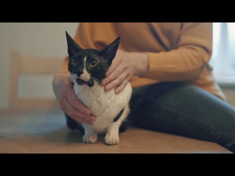 Video: Kā Piezvanīt Veterinārārstam Mājās