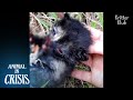 This Cat Can't Feed Herself Through Her Own Mouth | Animal in Crisis EP259