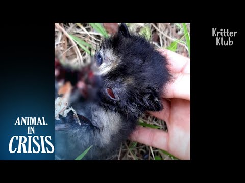 This Cat Can&rsquo;t Feed Herself Through Her Own Mouth | Animal in Crisis EP259