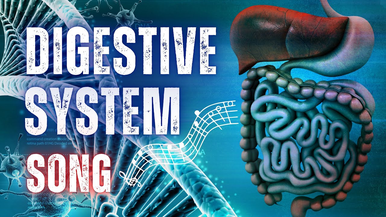 The Digestive System Song with Lyrics