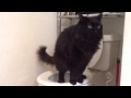 CAT POOPS IN TOILET (black cat named Wolf)