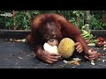 Orangutan durian feast in jerora forest school