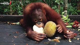 ORANGUTAN DURIAN FEAST IN JERORA FOREST SCHOOL