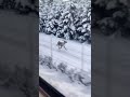 Pronto per volare   reindeer sleigh