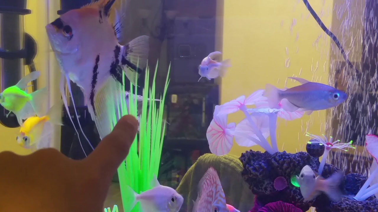 My 10 gallon tank - YouTube