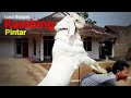 Lucu Banget Kambing Pintar Bisa Menari-Nari | Goat smart | الماعز فريدة من نوعها