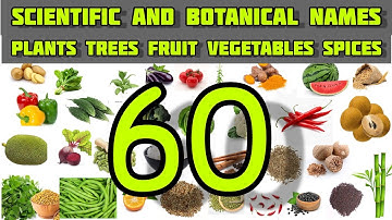 Scientific And Botanical Names of Plants Trees Vegetables Fruits Pulses Cereals Spices | Botanical