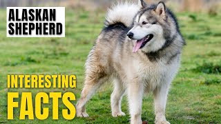 Amazing facts of Alaskan Shepherd | Interesting Facts | The Beast World