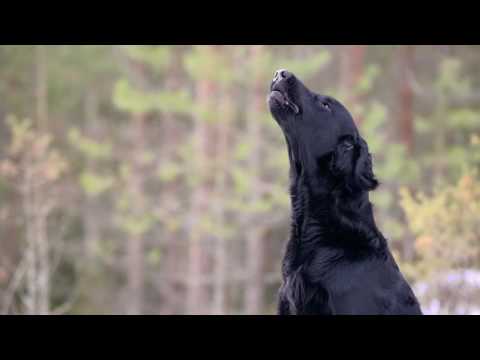 Video: Flat-Coated Retriever Hondenras Hypoallergeen, Gezondheid En Levensduur