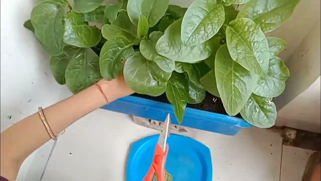 Malabar spinach leaves harvesting 🥬🥬 shot youtubeshorts YouTube