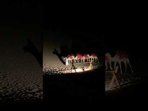 Camels #camel #desert #dubai #abudhabi #tourism #camping #uae #trending #viralvideo #youtubeshorts