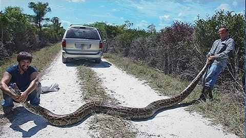 2 hunters catch 15-foot python in Everglades 🐍🐍🐍