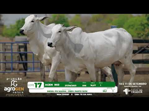 LOTE 17