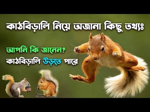 ভিডিও: কাঠবিড়ালি এবং উড়ন্ত কাঠবিড়ালি সম্পর্কে আকর্ষণীয় তথ্য