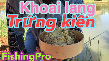 Câu Đài Mồi Khoai Lang Trứng kiến| Fishing Pro