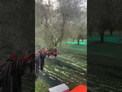 Raccolta meccanica delle