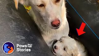 The mother dog and her puppy wander around looking for food in the grass along the road