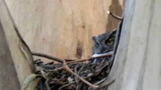 Is There an Owlet Under There? (PLUS Bonus clip)(Details in description)