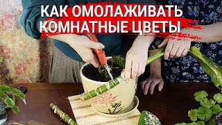 Как омолаживать комнатные цветы