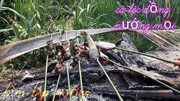 Going bird hunting  on the weekend for fun / săn băt miên tây giải trí cuoi tuần p12