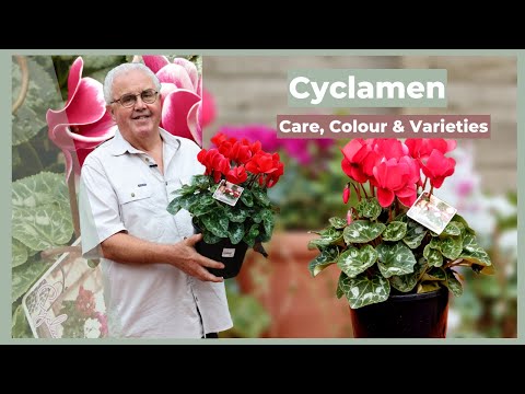 Video: Tamu dari Mediterania, bunga dengan keindahan langka - cyclamen. Transplantasi di rumah