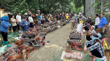 CHỢ ĐỒ RỪNG ĐẶC SẮC NHẤT NHÌ LAI CHÂU - TẤP NẬP - BÁN TOÀN ĐỒ LẠ - DƯỢC LIỆU QUÝ & ĐẶC SẢN TÂY BẮC