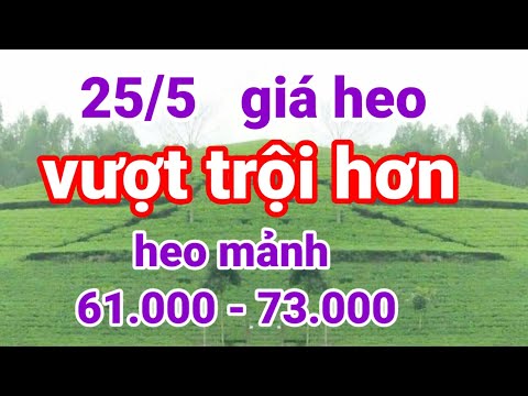 Video Giá heo hơi ngày 25/5 | mới nhất sáng nay | vượt trội... - youtube