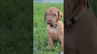 Liver nosed Ridgeback BLUE EYES #rhodesianridgeback