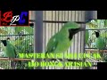 Masteran Suara Cucak Ijo Full Isian Jaminan Ampuh Mp3 - Mp4 Download