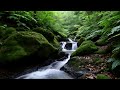 Drift Back to Sleep with River Flow and Relaxing Birdsong