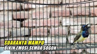 SOGON APAPUN PASTI NYAUT IKUT GACOR DENGAN PANCINGAN SOGON INI