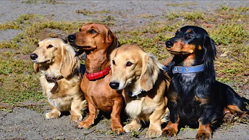 ¿Cuál es el perro más débil?