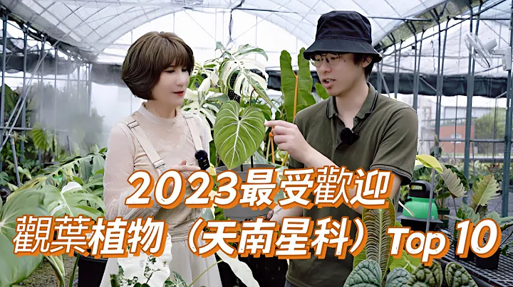 2023最受歡迎觀葉植物(天南星科）Top 10［翡歐娜視記］ep.113#天南星科價格 - 天天要聞