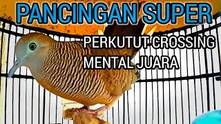 Perkutut crossing gacor Suara Menantang Lawan - pancingan perkutut crossing MENTAL JUARA