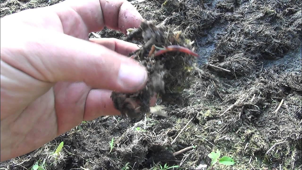 Накопать червей для рыбалки. Приспособления для добычи червя. Как выкопать червей. Как выкопать червей. Лопата для копки червей.