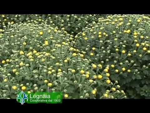 Video: Rifugio Di Crisantemi Per L'inverno: Come Tenerli All'aperto Sotto La 