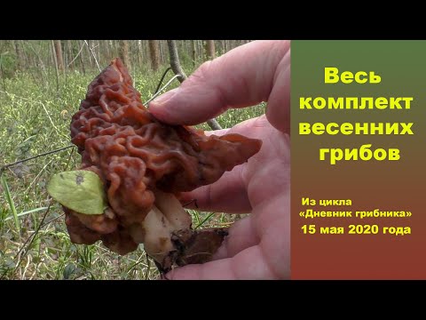 Весь набор весенних грибов! Дневник грибника 15 мая 2020 года.