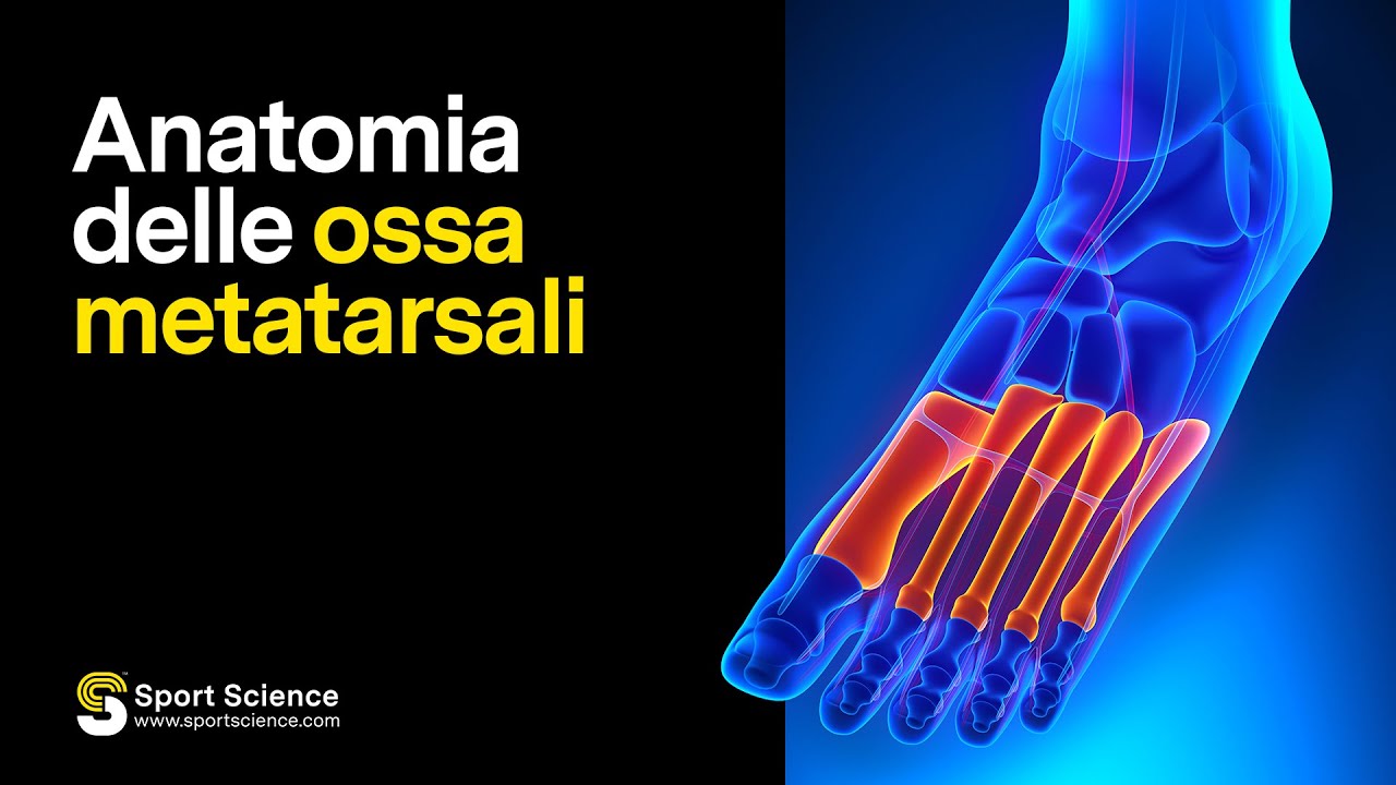 anatomia-delle-ossa-del-piede-effetti-della-corsa-sui-muscoli-e-sulle