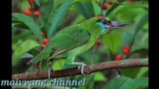 Noog daum quaj zoo mloog