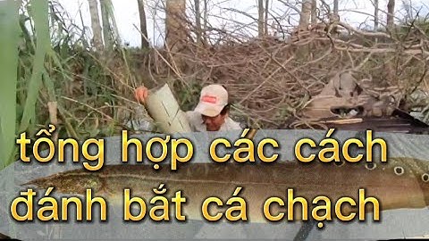 tổng hợp các cách đánh bắt cá chạch rất hiệu quả
