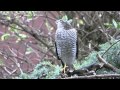 Female Sparrowhawk