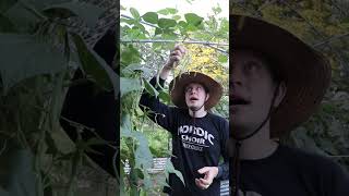 How To Use & Store Beans